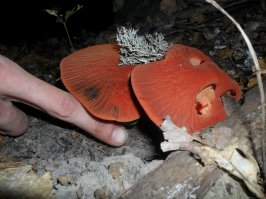 Нашёл этот гриб в парке города  Горячий ключ это Краснодарский край.Впервые вижу такой гриб. В Питере таких точно нет)