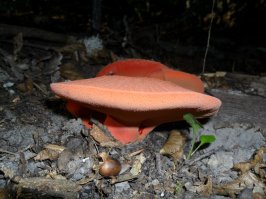 Нашёл этот гриб в парке города  Горячий ключ это Краснодарский край.Впервые вижу такой гриб. В Питере таких точно нет)