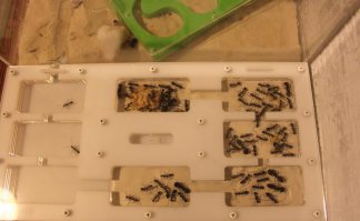 -Группа любителей мурашей даже можно завести дома. У меня несколько домашних колоний