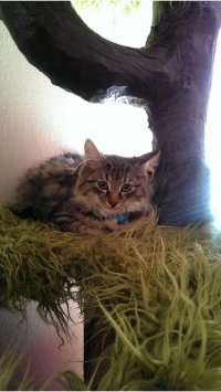 Есть новый дом - а взгляд у кота какой-то грустный. По ходу хозяин на него ипотеку повесил.