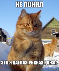 Дженнифер Мур и умирающий кот