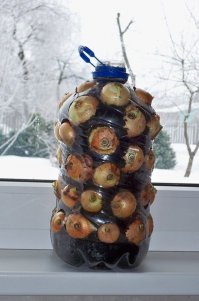 Мини-ферма по производству зелёного лука круглый год (компактно и производительно)