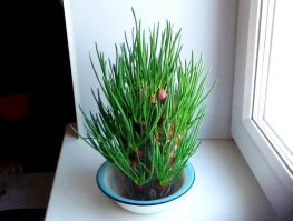 Мини-ферма по производству зелёного лука круглый год (компактно и производительно)