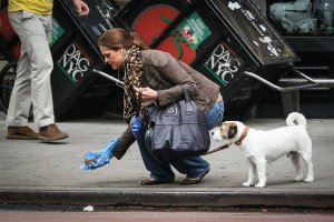 Вот поучительная фотка. Шведская принцесса, герцогиня Гельсингландская и Гестрикландская Мадлен убирает за своей собакой.