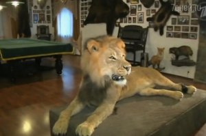 Не менее отвратительна чем этот дантист, охотница на диких зверей артистка Елена Проклова со своим мужем и даже дочкой. На их счету сотни загубленных жизней животных. Интерьер их дома напоминает сцены из фильма ужасов, он буквально забит чучелами и шкурами убитых животных.

Интерьер дома - кладбища убитых животных :