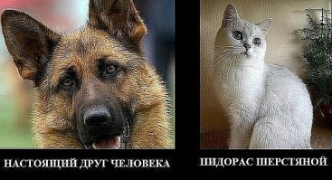 Во всем виновата кошка