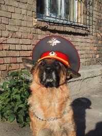 "Роль Лесси играло восемь поколений колли"
А сколько поколений овчарок играло роль Мухтара знаешь?