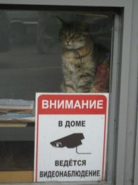 Котэ в любом помещении- крутое дополнение к интерьеру