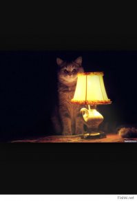 15 невероятных фотографий, которых не касался фотошоп