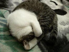 Домашние любимцы глав государств