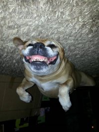 Не знаю, смогу ли я сегодня,а может и завтра, быть серьёзной))) Роскошные стихи, и чего таких в школьной программе нет?))))))))))))
У меня даже живность встрепенулась, услышав мой дикий хохот)))