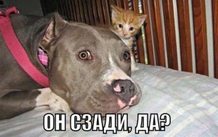 31 случай, когда коты были по-настоящему добрыми