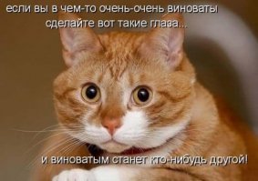 31 случай, когда коты были по-настоящему добрыми