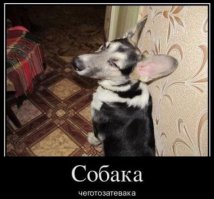 27 собак, которые едут к ветеринару