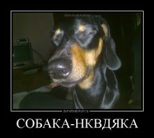 27 собак, которые едут к ветеринару