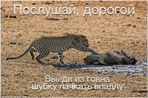 Невероятная опасность сна на территории обитания леопардов