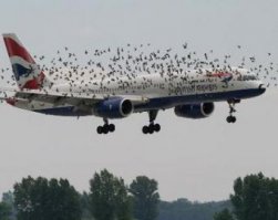 Не всё так радужно господа: "Птицы атаковали лайнер с 245 пассажирами", "Атака скворцов. Около 200 птиц попали в двигатель пассажирского лайнера", "Из-за попадания птицы в двигатель самолета, рейс вернулся в Пулково", "Как приготовить вкусные куриные котлетки, если вы пилот боинг 747"