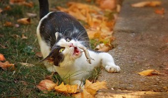 35 улётных фото, сделанных «за секунду до…»