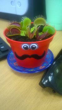 А чего бы не завести. Завела.
Знакомьтесь, мой самый любимый коллега - Фёдор