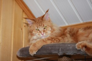 Собаки мамы и брата с девушкой, кошатина - моя )))