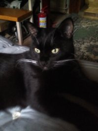 А я черных кошек на улице не пугаюсь - у меня блат.