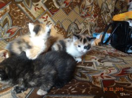 Которая в центре - Марфа ей на фото  всего один месяц. Сейчас уже молоденькая кошешечка