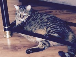 Наш с мужем шерстяной комочек.