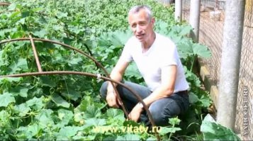 18 безумных образцов народных советов