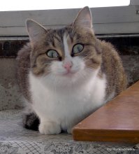 Это чтоб у вас не зашорилось представление)