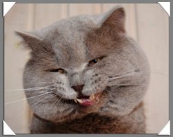 Это чтоб у вас не зашорилось представление)