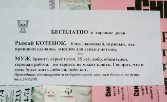Не все мужчины любят котов.
И иногда кошатницам приходится выбирать между двумя любимыми существами :)