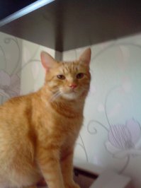 А у меня дочурка на главном автовокзале Ростова такого, только рыжего, пожалела и домой принесла. И вот кто вырос: