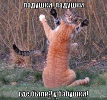 Кот - идиот