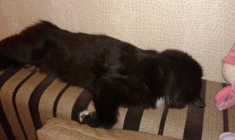 Искусство быть котом