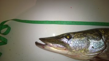 Это прошлогодняя, 2,5 кг, примерно 70см