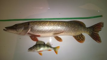 Это прошлогодняя, 2,5 кг, примерно 70см