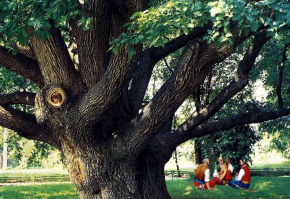 Запорожский дуб - возраст 600- 700 лет.