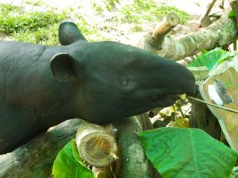 Као-Кео в Таиланде очень неплох. Очень интересно, многих животных можно погладить, покормить. В основном живут все в естественной среде. В основном изолированы только хищники и опасные животные. Никаких клеток нет.
Особенно замечательная там фишка - театр зверей. Просто, занимаете свои места на трибунах, видите перед собой лесную поляну и озеро. Звери периодически проходят через эту поляну, делают то что им хочется и уходят. Примерно час идет потрясающее представление.

На фото видны 
- сова (Живет вот в таком домике, можно даже потрогать, если когтей не испугаетесь);
тапир, (моя дочка кормит его бананом);
вожак стаи гиббонов, стая живет на острове.