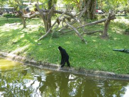 Као-Кео в Таиланде очень неплох. Очень интересно, многих животных можно погладить, покормить. В основном живут все в естественной среде. В основном изолированы только хищники и опасные животные. Никаких клеток нет.
Особенно замечательная там фишка - театр зверей. Просто, занимаете свои места на трибунах, видите перед собой лесную поляну и озеро. Звери периодически проходят через эту поляну, делают то что им хочется и уходят. Примерно час идет потрясающее представление.

На фото видны 
- сова (Живет вот в таком домике, можно даже потрогать, если когтей не испугаетесь);
тапир, (моя дочка кормит его бананом);
вожак стаи гиббонов, стая живет на острове.