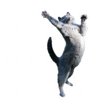 Искусство быть котом