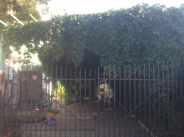 Вариант неплохой, но что уж совсем не хочется красиво у себя на участке сделать? Вот в северном Казахстане, где нет таких дождей как в России и растительность в принципе не так обильна. На столбах фермы и виноград дикий (не плодоносит) высажен с одной стороны. Единственный минус подметать приходится чуть чаще, осенью когда все это высыхает и осыпается и после зимы. А так красота и прохлада летом