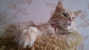 77 изумительных фотографий котов  