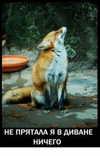 Лиса в качестве домашнего животного