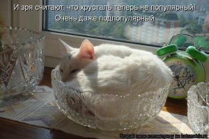 Маринованного кота заказывали? 