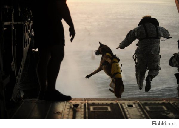 США: солдат 10 группы сил специального назначения прыгает с парашютом вместе со специально обученным псом.

Парашют одела только собака, потому как обученная, в отличии от американского спецназовца