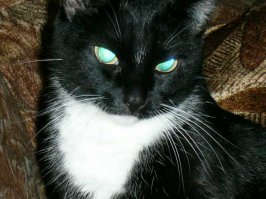 А это моя кошечка, прожила снами 19 лет. Мама 9-ых чудесных котят. Скучаю по ней.