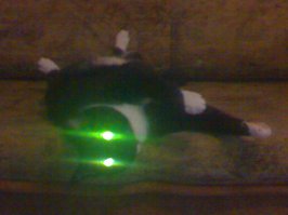 Самые красивые кошки в мире