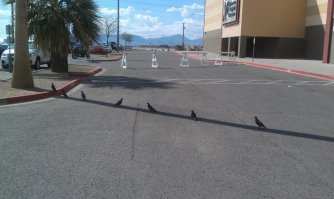 Ха! У нас в Новороссийске ВОТ ТАКИМ образом прячутся в тень столбов, рекламных щитов и светофоров не только птицы,а обычные пешеходы и жители, ожидающие транспорта на СОВЕРШЕННО ГОЛЫХ улицах - ставших такими после того, как по дендрофобической истерии со стороны мэрии города спилили практически все деревья и уложили сплошную плитку(на минуточку - Юг,на улице +35, солнцепек и на поверхности тротуара температура может зашкаливать за +75)