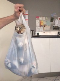 25 котов, которые так похожи на вас