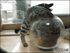 11 глупых котов, которые никак не могут понять, как работают стёкла